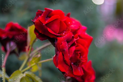 Isolated  bush of red maroon roses with fresh waterdrops on its petals. Nature beauty. Red flower. Close-up footage. Wild bouquet of flowers.