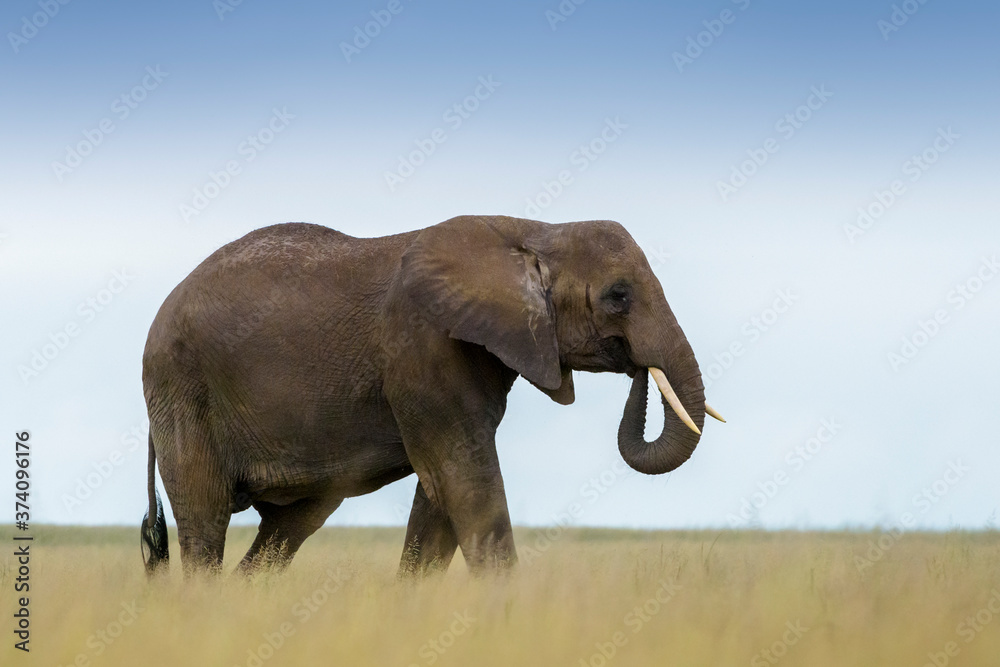 African elephant (Loxodonta africana) walking on savanna, Amboseli national park, Kenya.