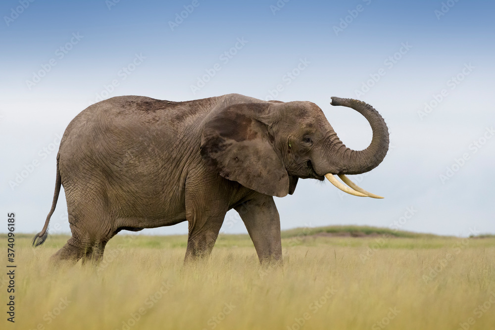 Obraz premium African elephant (Loxodonta africana) walking on savanna, playfull smelling in the air, Amboseli national park, Kenya.