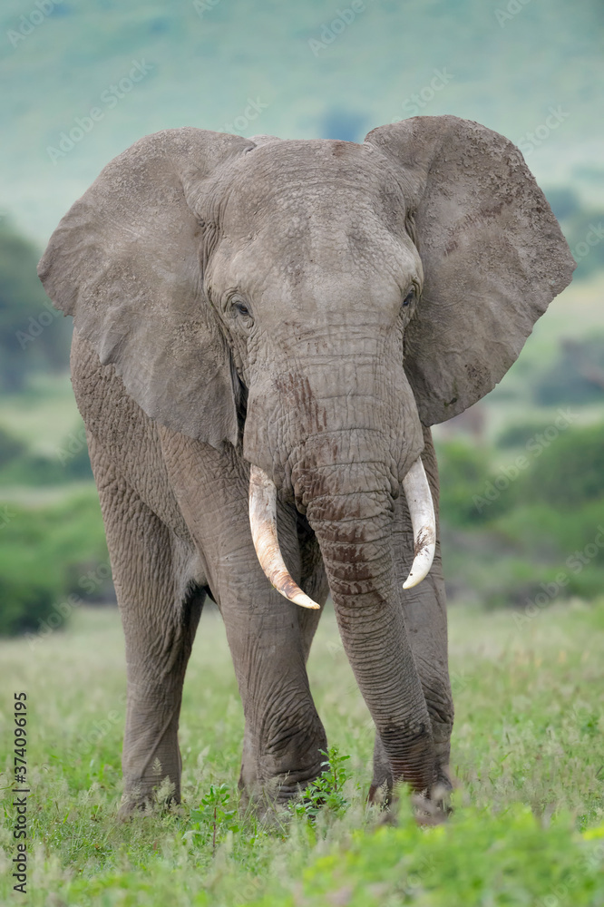 Obraz premium African elephant (Loxodonta africana) bull standing on savanna, looking at camera, Amboseli national park, Kenya.
