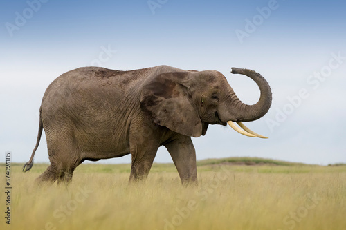 African elephant (Loxodonta africana) walking on savanna, playfull smelling in the air, Amboseli national park, Kenya. © andreanita