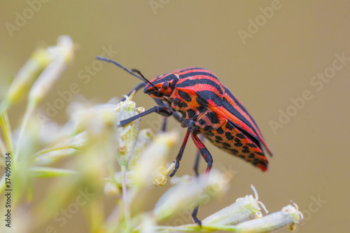 a Small beetle insect on a plant in the meadow © Mario Plechaty