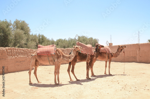 dromadaire prêt pour une promenade au Maroc © ALF photo
