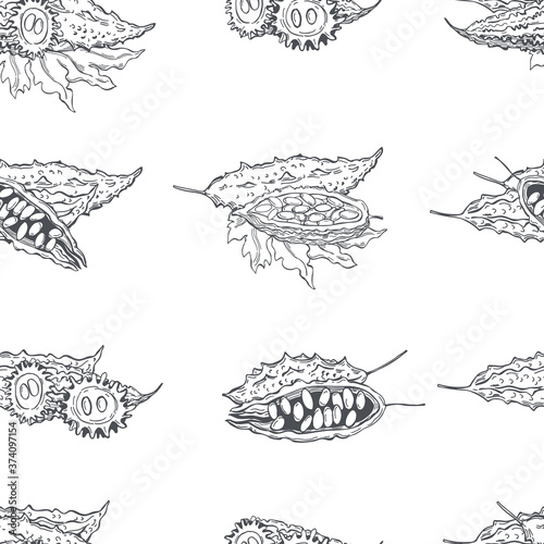  Hand drawn balsam pear. Momordica on white background.  Bitter gourd, bitter melon, Balsam apple.    Vector  seamless pattern.