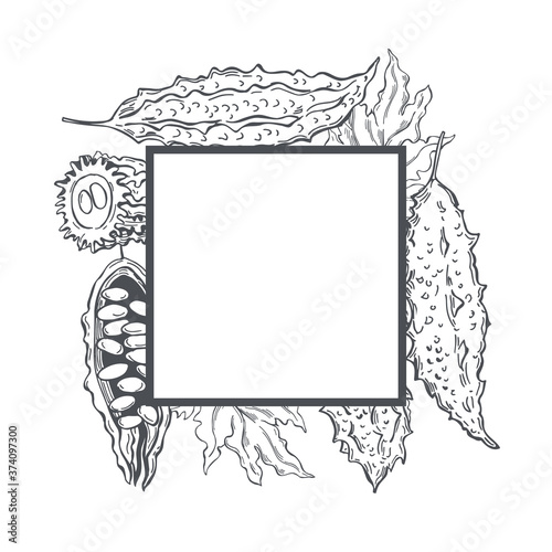  Hand drawn balsam pear. Momordica on white background.  Bitter gourd, bitter melon, Balsam apple.   Vector frame.