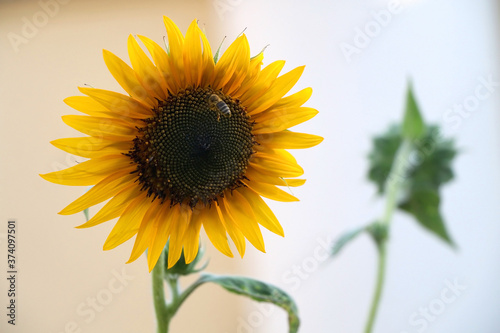 Beautiful sunflowers in a garden. Selective focus.