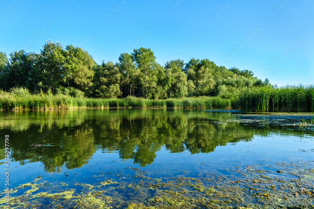 Panorama of forest, reeds & waterweeds reflecting in the waters of a calm river (or lake). Clear blue sky in the background