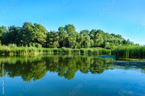 Forest and reeds are reflected in the waters of a calm river  or lake . Clear blue sky in the background