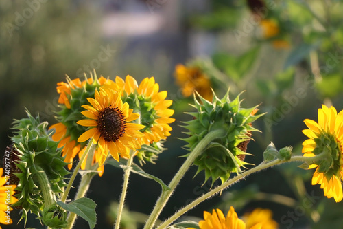 Beautiful sunflowers in a garden. Selective focus.