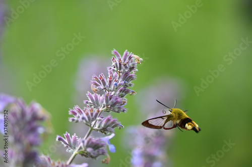 bee on lavender © infracapture