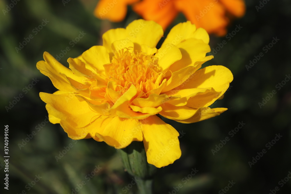 初夏の花壇に咲くマリーゴールドの黄色の花 初夏の花壇に咲くマリーゴールドの黄色の花