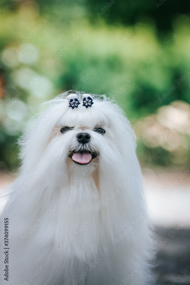 Maltese dog in the green background. Cute white dog. Show dog posing. Maltese dog in the green background. Cute white dog. Show dog posing.
