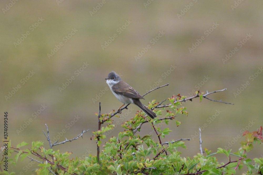 red backed shrike red backed shrike