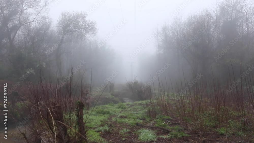 fog in the forest fog in the forest