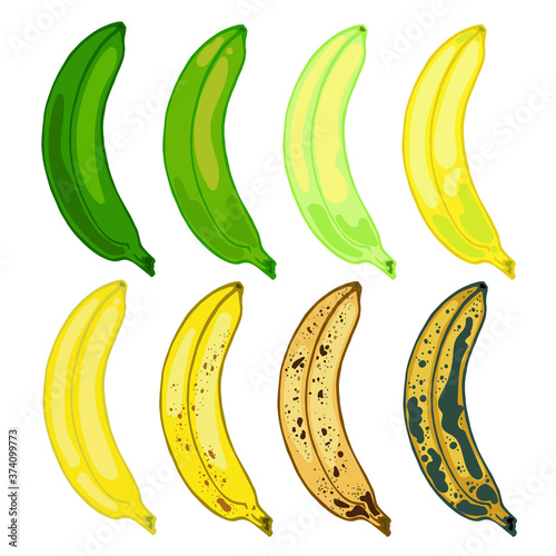 Set bananas varying degrees of maturation, vector illustration