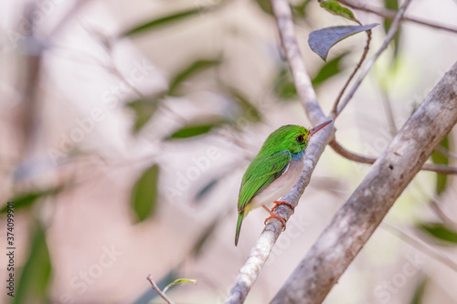 Cartacuba small green, white and red bird native to cuba