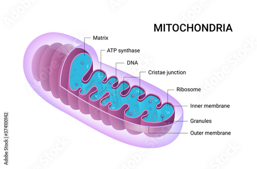 Vector diagram of Mitochondria. Cross-section view. Medical infographics. photo