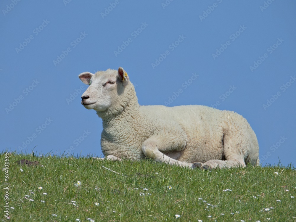 Obraz premium liegendes Schaf