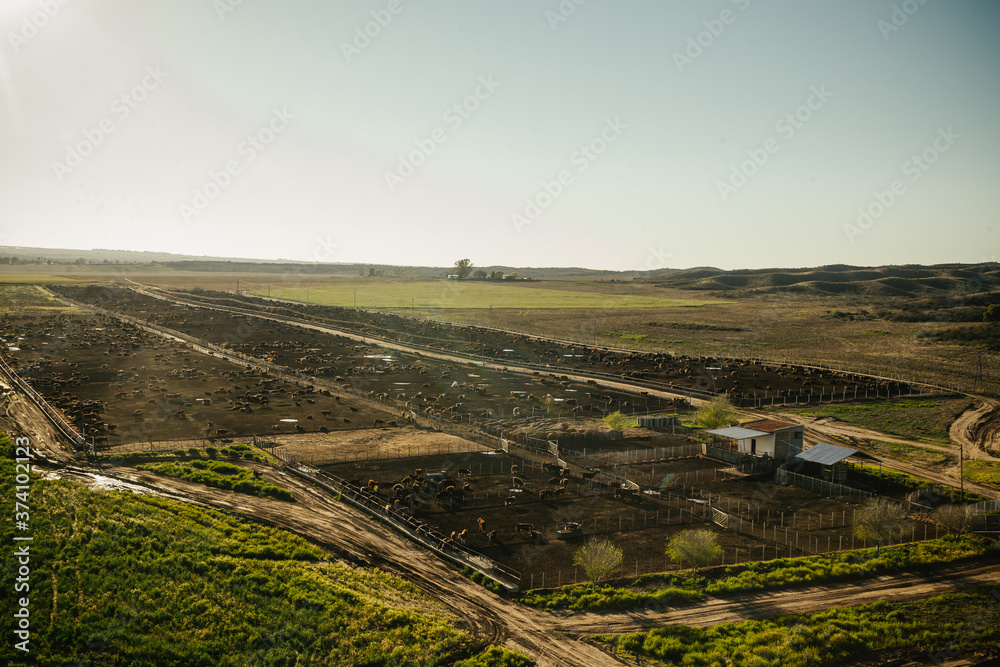 Fototapeta Vacas Hereford comiendo en feedlot