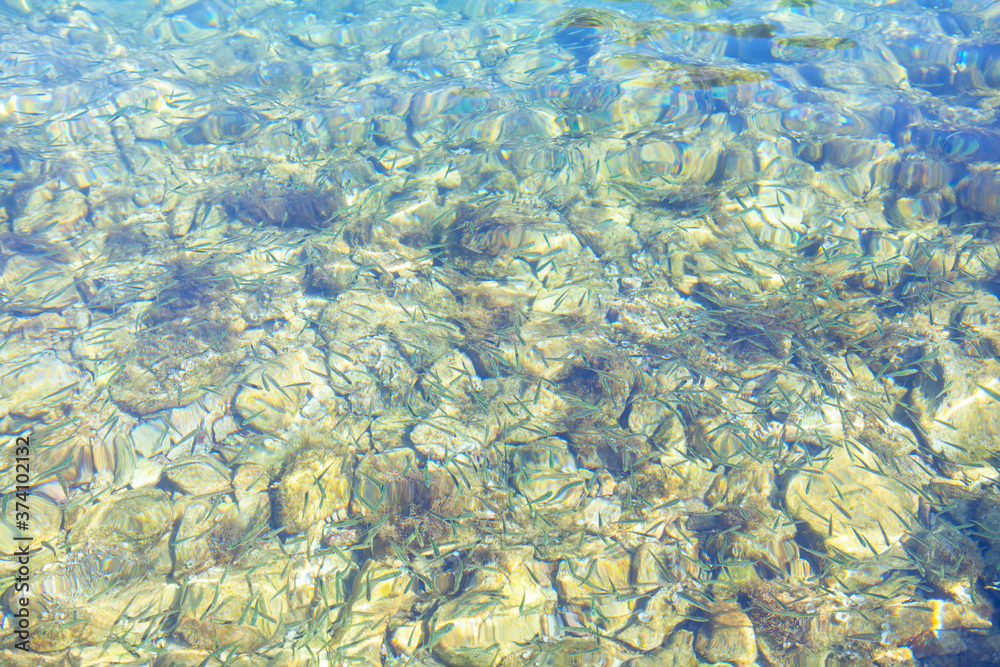 small fish in transparent sea water small fish in transparent sea water