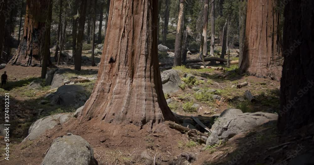 Hiker walking down path alone though Sequoia National Park with giant trees overhead Hiker walking down path alone though Sequoia National Park with giant trees overhead