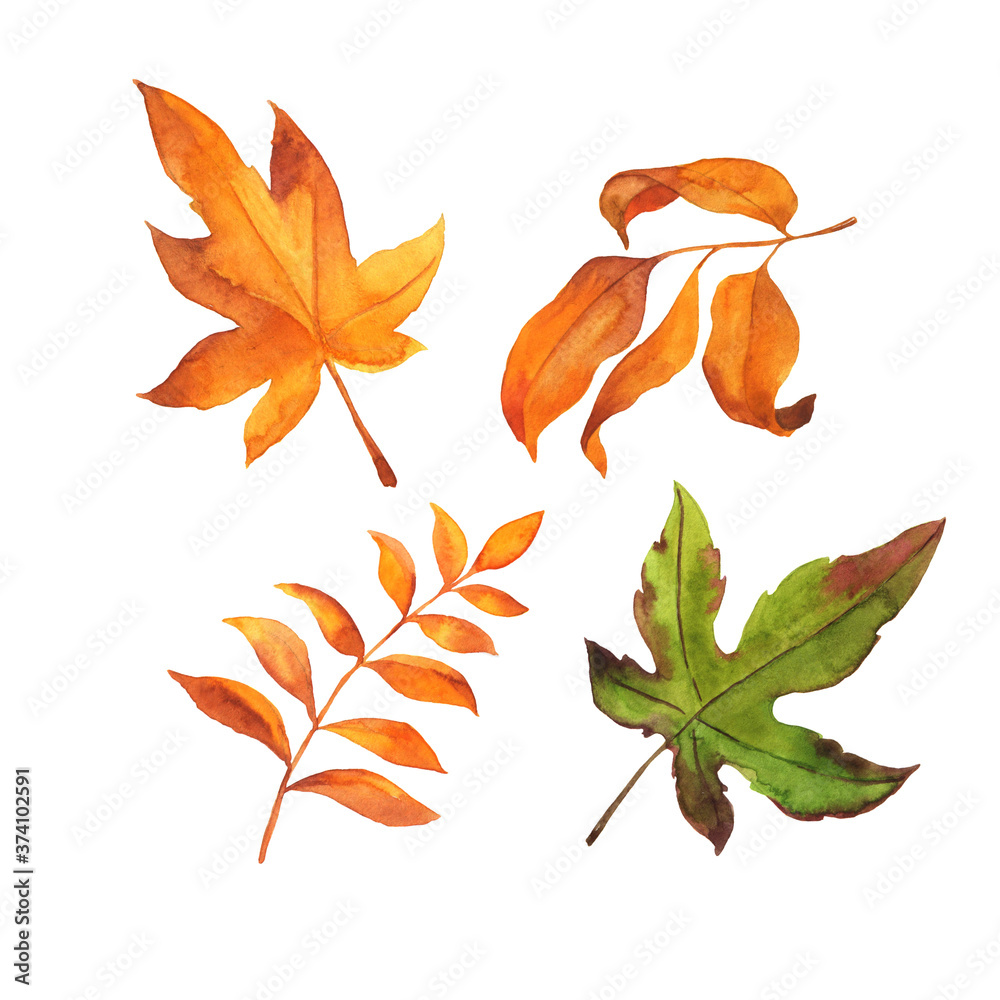 Naklejka premium Green and orange leaves. Maple foliage. Hand drawn watercolor illustration.