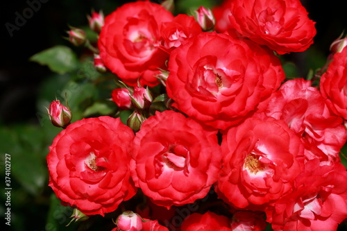 Rote Rosen, Closeup, Blumen,  Deutschland © detailfoto