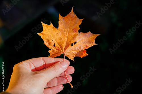 Closeup natural autumn fall view woman hands holding red orange maple leaf on dark park background. Inspirational nature october or september wallpaper. Change of seasons concept.