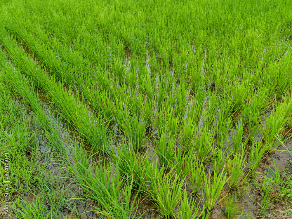 green rice fiald background or green leaves of wheat seedling farming in thailand green rice fiald background or green leaves of wheat seedling farming in thailand