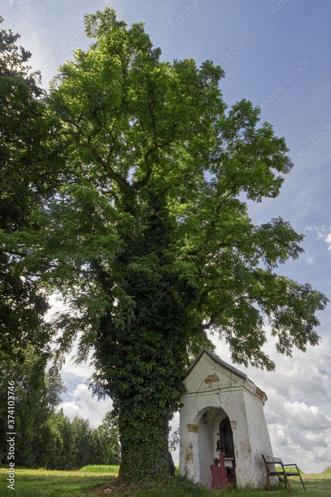 Black Locust Tree with a small chapel, at Franking, Upper Austria