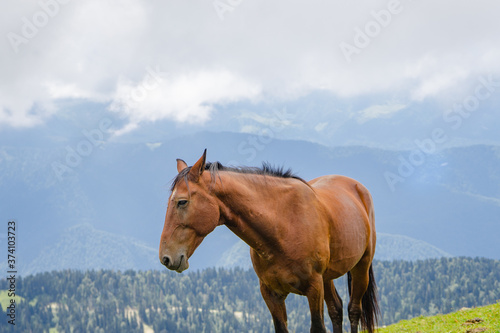 horse pasturing on mountain environment. Beautiful nature background © STOCKIMAGE