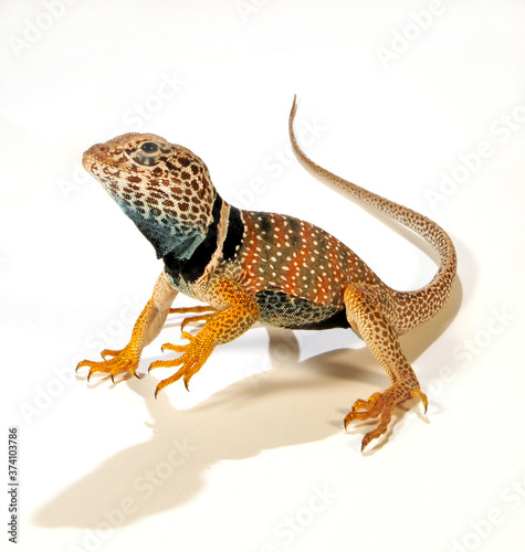 desert collared lizard / Wüsten-Halsbandleguan   (Crotaphytus bicinctores) photo