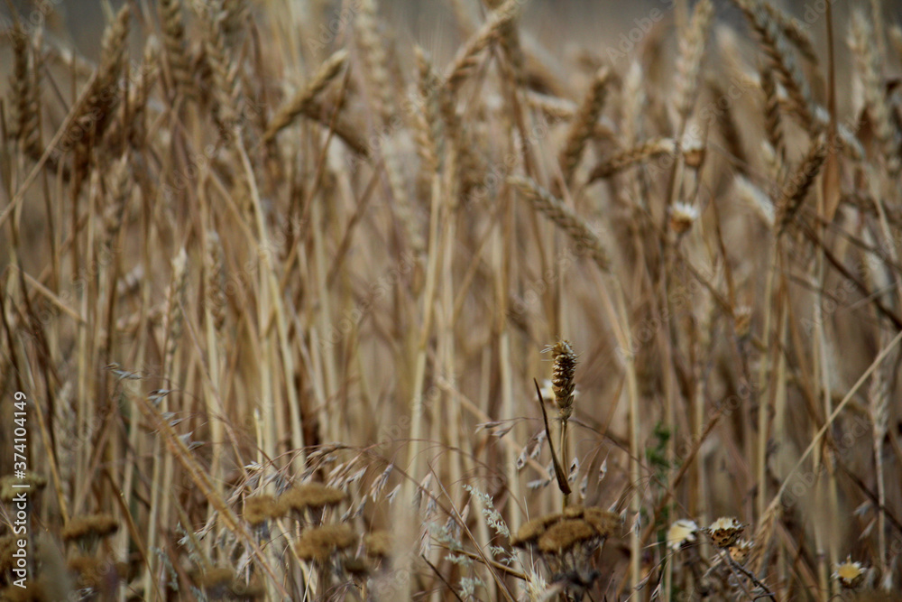 Fototapeta premium wheat field in the wind