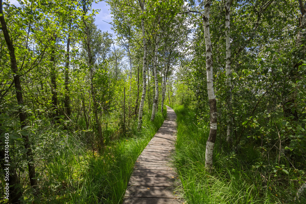 Fototapeta premium Boardwalk in the nature reserve Ibmer Moor, at Ibm