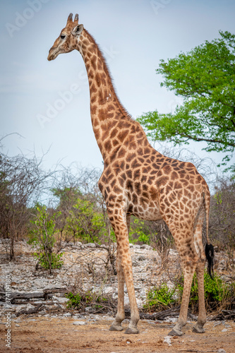 Giraffe standing gracefully and with elegance in the wilderness of the african savanna during safari