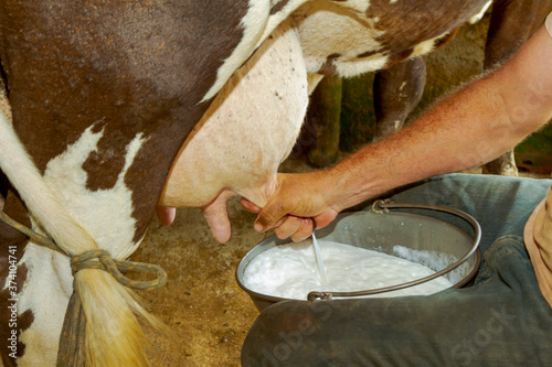 Fotografija Ordenha manual de leite de vaca em  pequena propriedade rural de Guarani, estado de Minas Gerais, Brasil