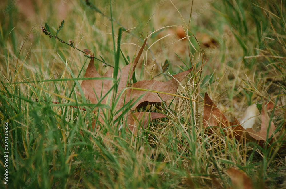 Dry maple leaf in grass in autumn garden close up