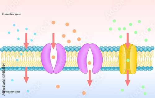 Passive transport of membrane, simple and facilitated diffusion. Channel and carrier protein