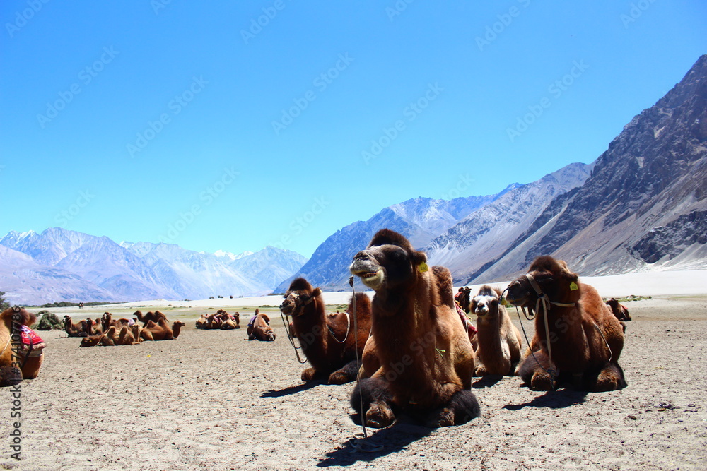 Fototapeta premium camels in the mountains beautiful mountain background 