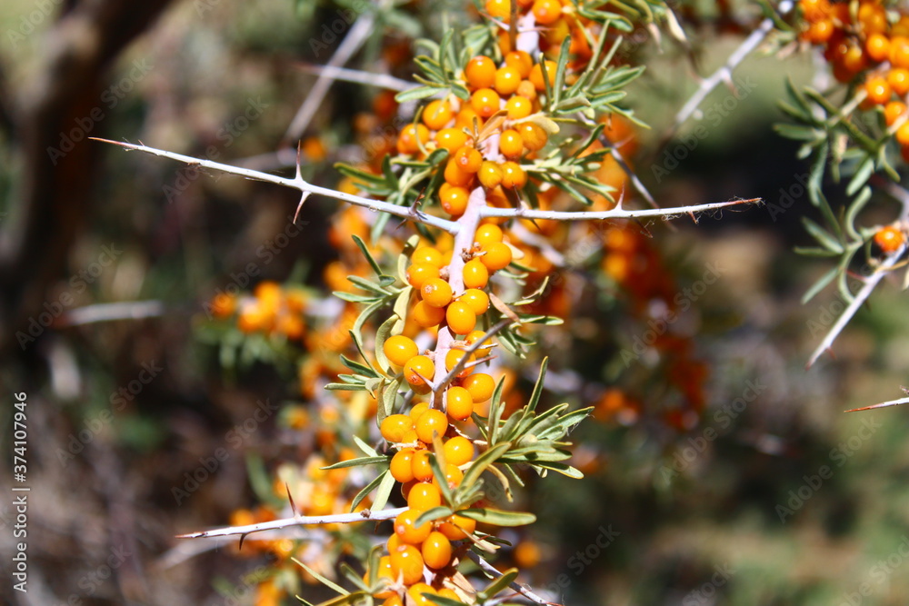 sea-buckthorn ready to harvest sea-buckthorn ready to harvest