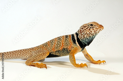 Desert collared lizard / Wüsten-Halsbandleguan (Crotaphytus bicinctores) photo