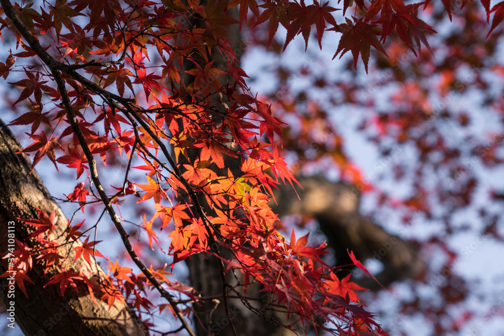 Beautiful autumn colorful of maple leafs in Kyoto Japan Beautiful autumn colorful of maple leafs in Kyoto Japan