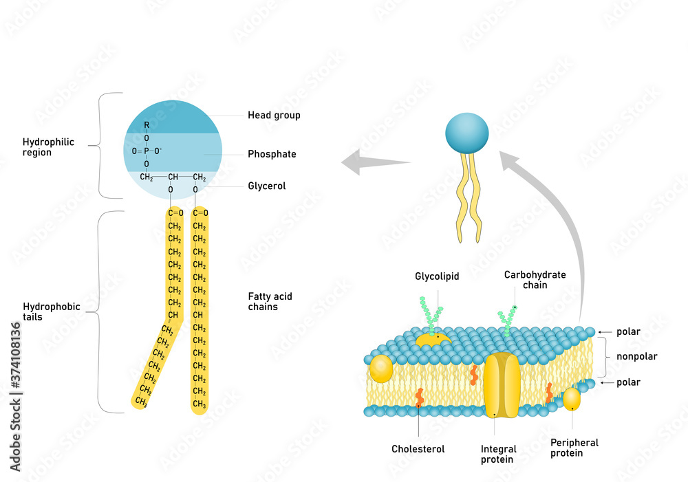 Vektorová grafika „Phospholipid molecule with fatty acid chains and polar  head. Structure of cell membrane.“ ze služby Stock | Adobe Stock