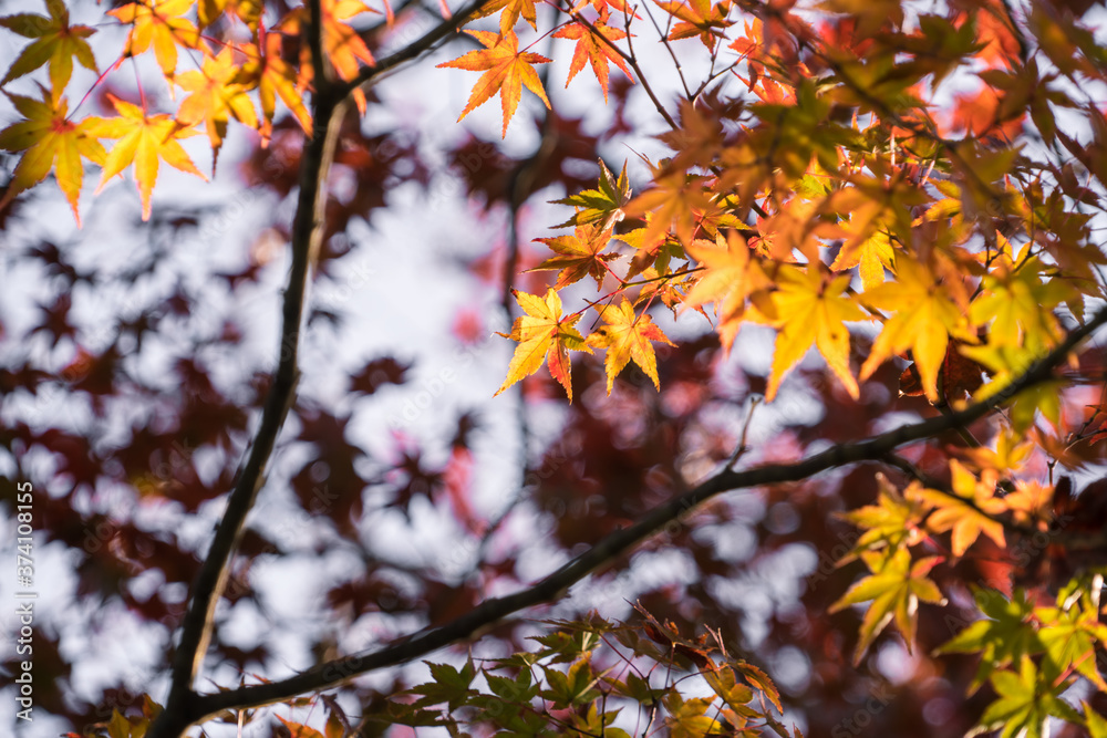 Beautiful maple leafs in autumn of Kyoto Japan Beautiful maple leafs in autumn of Kyoto Japan