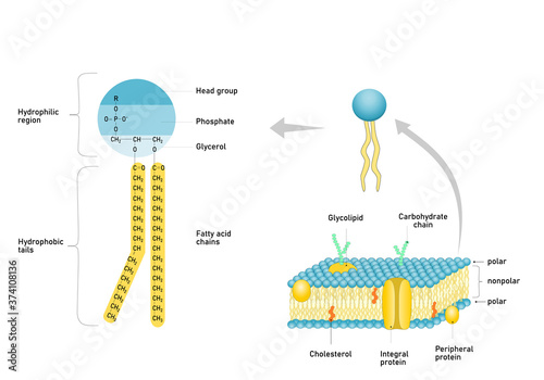 Phospholipid molecule with fatty acid chains and polar head. Structure of cell membrane.