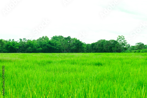 Natural Rice fields for background  blue sky with cloud