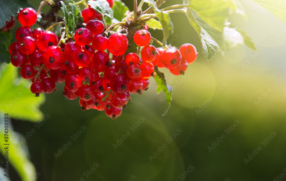 Obraz premium Red Currant berries on a bush closeup isolated.