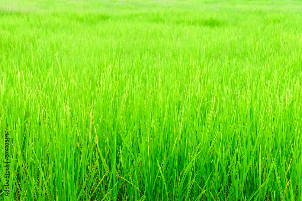 Natural Rice fields for background, organic rice fram view