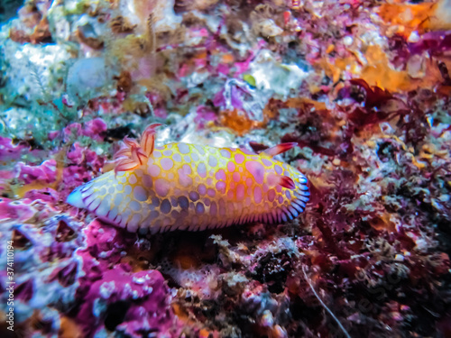 Nudibranch, Tooth-edged Chromodoris ( Goniobranchus roboi)