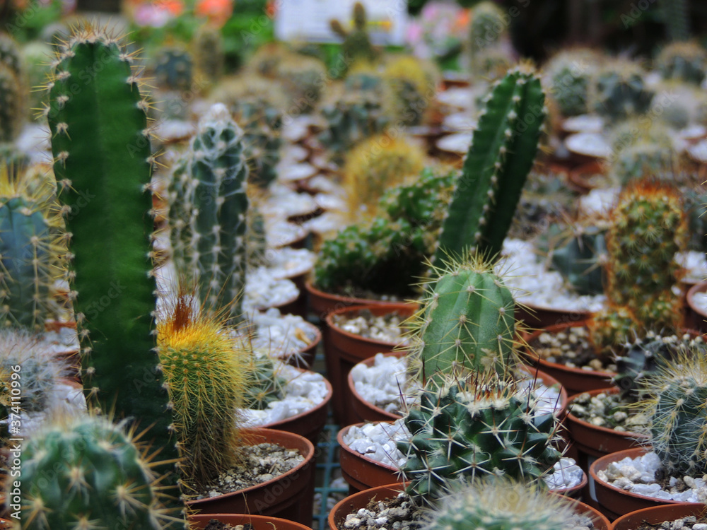 Many yellow cactus